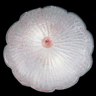 Evelyne Murano glass ceiling light